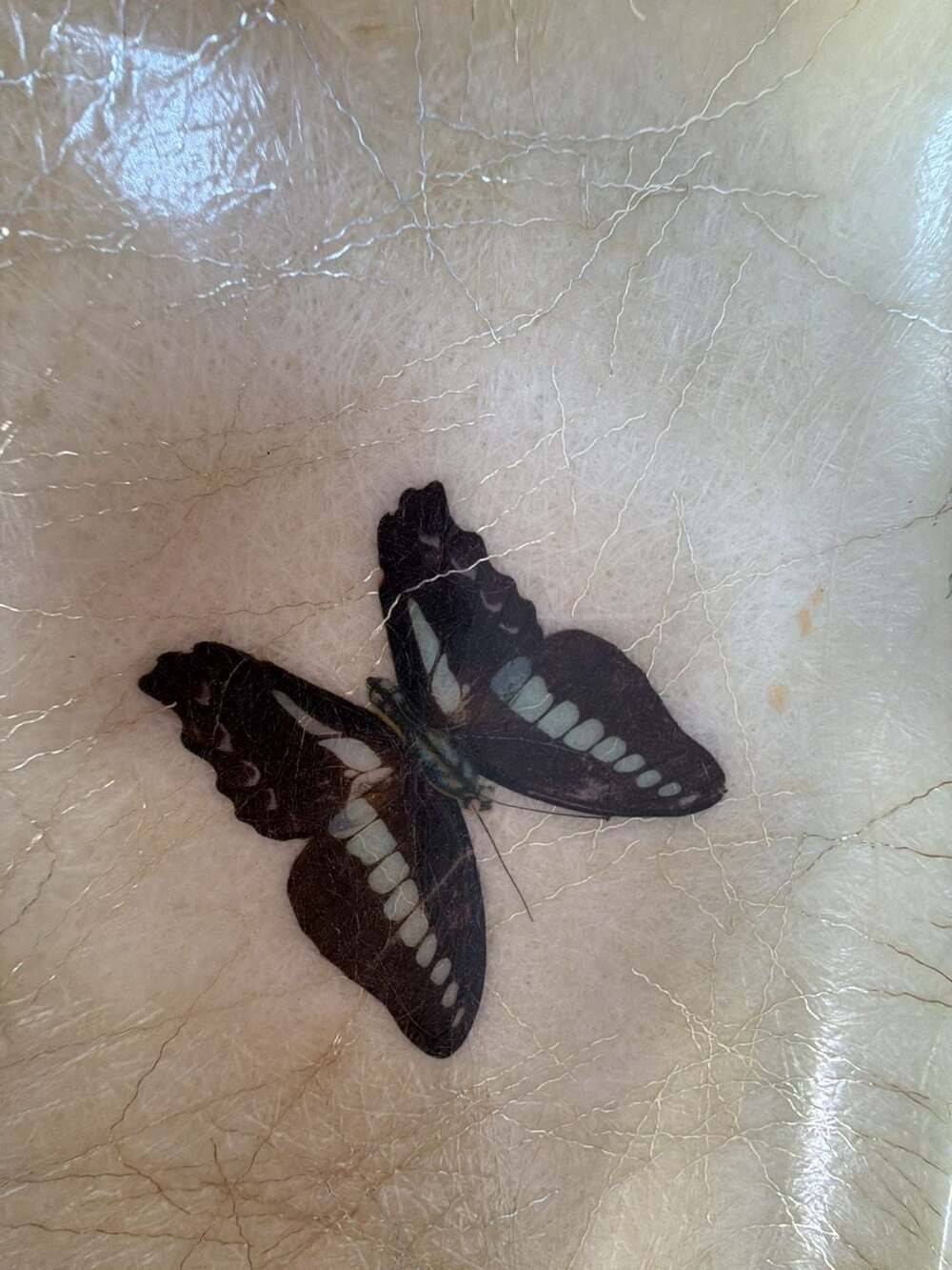 Vintage Mid-Century Modern Fiberglass Butterfly Serving Tray - Picture 3 of 5
